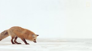 Red foxes have a distinctive way of catching mice that involves diving headfirst into the ground. | National Geographic Animals