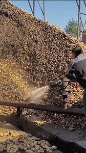 23M views · 58K reactions | High-Pressure Water Cleaning on Potatoes #HighPressureCleaning #PotatoCleaning #EfficientCleaning | Fact Pulse | Facebook