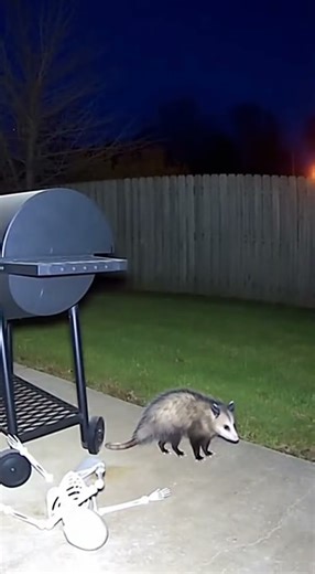Opossum's Hilarious Skeleton Scare
