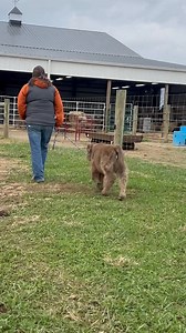 24K views · 1.1K reactions | First ever micro/ mini Calf races today 4:30 pm Central at Pandarosa Ranch. What do you think the calf races will consist of? Bring your running shoes and get signed up for a chance to be one of 31 racers. https://www.pandarosaonlinesales.com/auction/26873 Pandarosaminiatureranch.com | Pandarosa Miniature Ranch | Facebook
