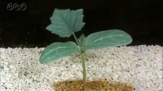 ヘチマの成長　春～夏 | NHK for School