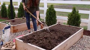 How to Grow Potatoes From Store Bought Potatoes - Gardening Channel