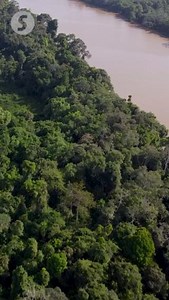 4.6K views · 57 reactions | Animal Projects & Environmental Education (APE) Malaysia has planted over 150,000 trees across 13 sites to restore Sabah's logged Kinabatangan jungle  #environmental #wildlife #restoration #treeplanting | The Star | Facebook