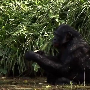 79 reactions · 29 shares | Happy Valentine’s and World Bonobo Day! Bonobos share 98.7% of our DNA, and are our closest primate cousins. They as classified as Endangered by the International Union for Conservation of Nature. Bonobos are threatened by illegal trading, particularly for their meat, and human pressure on their natural environment. Please consider donation to Bonoboproject.org! | Peter Manning Robinson | Facebook