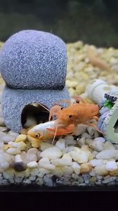 Lobster Eating A Fish!