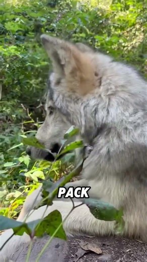 Why don’t wolves bark like dogs?#animals #funnyanimal #funny #cute #wolf