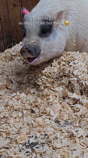 166 reactions · 14 comments | I got to visit my Prissy girl today,...