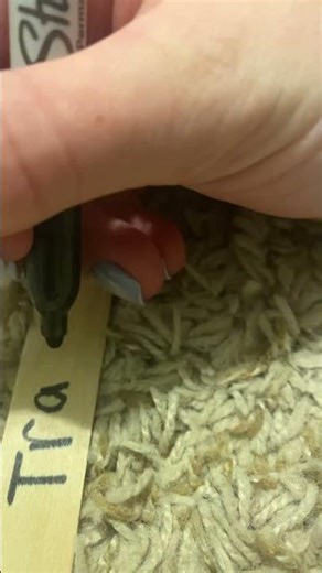 Adding another stick to our drawing cup!! Drawing at 5 sticks! #track #shorts