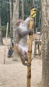 Is Manki eating bananas so amazingly 🤣🐒🐒 . . . . . #monkey | Samim funny1M