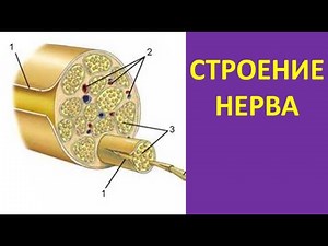 Nerve Structure
