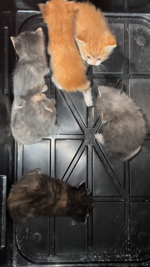 #cute #cat #kittens #mew