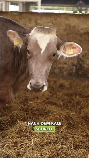 How does cow-calf separation actually work? 🐄🐣