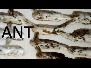 蟻の巣に虫が侵入！狩りをする働き蟻！【蟻の巣パニック！？】 [ ant farm ]