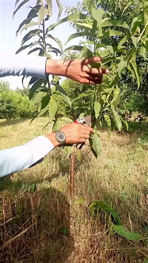 🍑🌤️ Early Peach Tree Training in the Orchard ✂️ Helping New Branches Grow Better #PeachOrchard