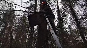 Work is better with a song! 🎶 Ecologists at Forestry England are busy installing pine marten den boxes on Dartmoor, singing tunes and having a great time. These boxes will provide essential shelter, and hopefully, this spring, females will use them to raise their young. Interestingly, pine martens’ mate in late summer but don’t become pregnant until January. This is called delayed implantation and means babies are born at the best time of year for survival. We'll monitor the boxes with thermal