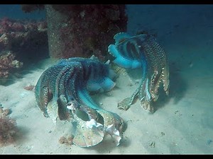 "The Dance" Giant Cuttlefish