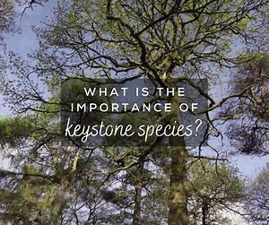 Ever wondered what a keystone species is and why they're so important? Keep watching to find out 👀 Facts: National Geographic and Natural Resources Defense Council Starfish video: Héloïse Evans (https://bit.ly/3CXdPa9) Other videos: RSPB-images, Pexels and Pixabay | RSPB