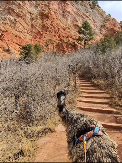 Dennis' Backyard | backyard