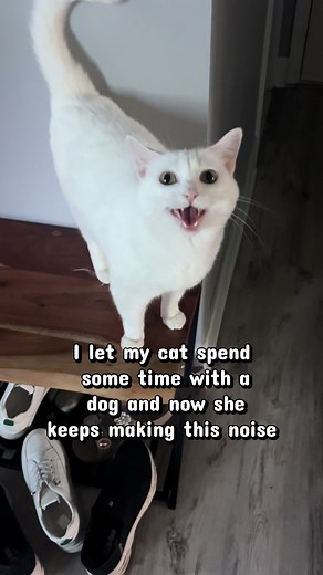 Cat Meets Dog: Why Your Cat Makes That Strange Noise