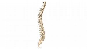 Human Vertebral Column - Atlas to Coccyx - 3D model by Anatomy by Doctor Jana (@docjana)