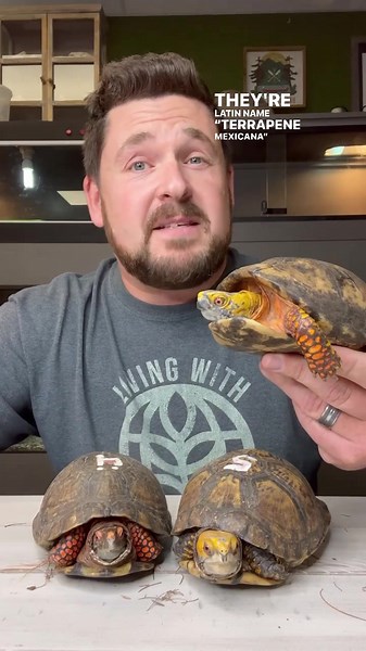 Rare, Exotic, Illegal Turtles at Garden State Tortoise 😳 🐢 🙏🏻 Major thanks and shout outs once again to Turtle Survival Alliance, Memphis Zoo and The Association of Zoos and Aquariums SAFE American Turtle Program for their work in rehabbing/placing these turtles. | Garden State Tortoise
