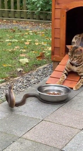 The Cat Wins The Territory Battle Against A Confused Snake