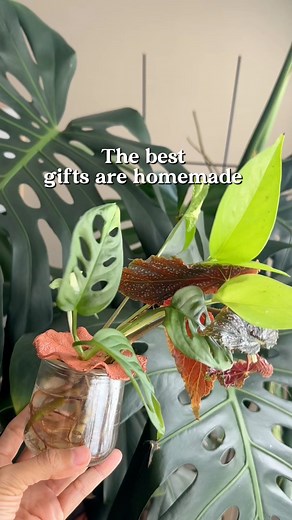 An easy clay project: Flower frogs for your propagations🌱🪴Inspired by woodlark and her beautiful flower frogs that she created. Items used: •Airdry clay in the color terracotta by @das_fila •Waterproof sealant by @modpodgecrafts •Parchment paper•Jar Instructions:- Roll clay into ball- Roll clay evenly out - Cut out a circle- I used a mason jar lid- Create the scalloped edges. I- Cut out the holes- Let dry. This sat overnight to dry.- Seal with a waterproof glaze. Let dry. And that’s it! An eas