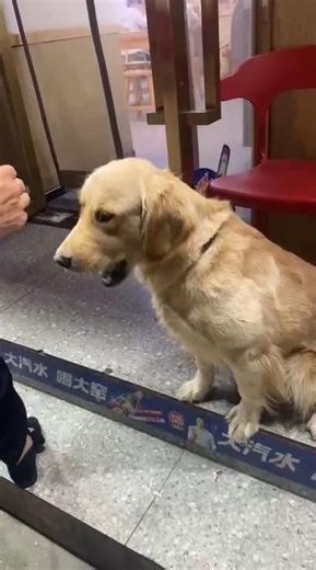 chien labrador retriever