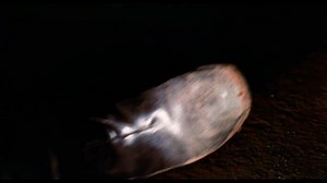 1.7K views · 45 reactions | RAW MEAT (aka DEATH LINE) is coming to 4K UHD this September! Pre-order your copy of the horror hit starring Donald (HALLOWEEN) Pleasence NOW: https://www.amazon.com/Raw-Meat-Death-Line-Blu-ray/dp/B0FG1QJ449/ | Blue Underground | Facebook