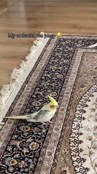 Cockatiel Jumping Tricks: Fun Bird Behavior