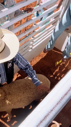 Exciting Rodeo Highlights Featuring Bull Riders