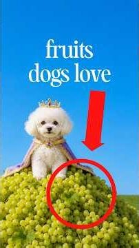 Ranking Fruits for Dogs
