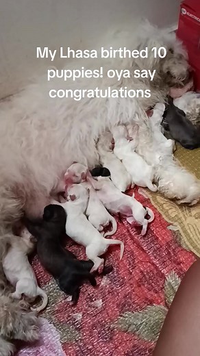 Celebrating My Lhasa's 10 Puppies!