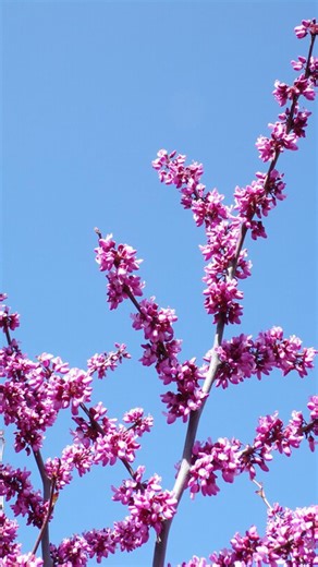 California wildflowers bloom from winter to summer