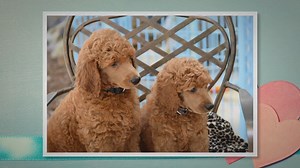 Smart Poodle Dog Breed: Care, Info, and Characteristics