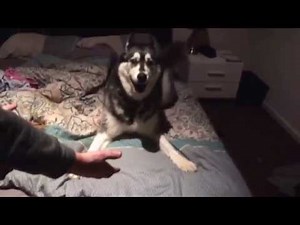 Angry husky telling us off for leaving him