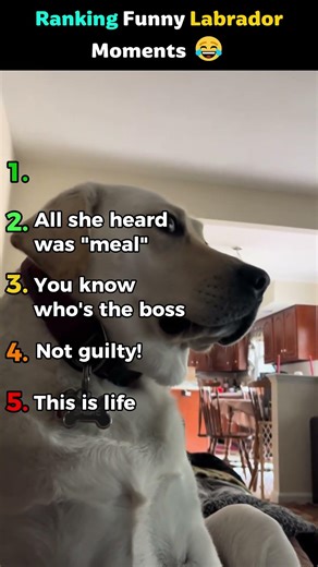 Ranking Random Funny/Cute Labradors 😂 #shorts