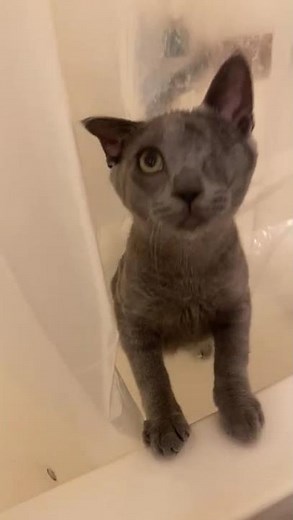 Meet Demetrius a Russian Blue currently available for adoption! 8/21/2025 9:28:06 AM