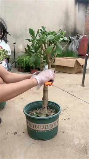 How to Graft Succulents: Step-by-Step Guide