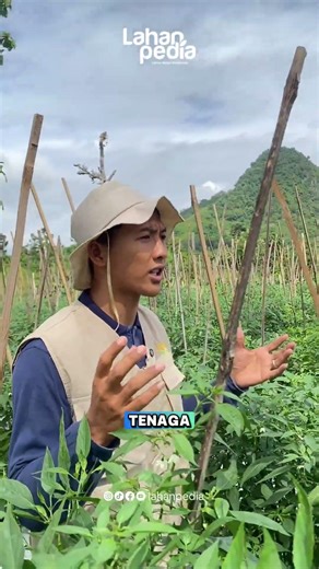 KEBERANIAN PETANI MUDA INI TERHADAP ILMU BARU! #petanimuda #petanicabai #pertanian #tanamancabai