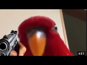 red bird - meme compilation