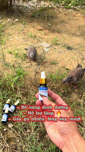 Vitamin tổng hợp cho chim cu gáy và chim cảnh