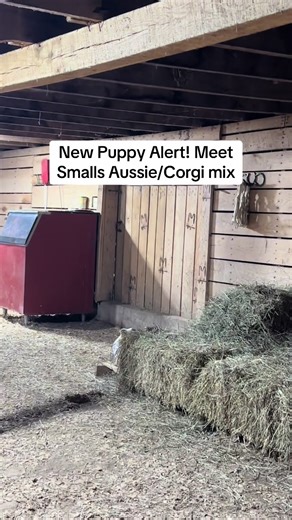 Meet Smalls: Our New Aussie and Corgi Mix Puppy
