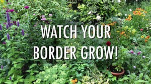 Last year we replanted our Herbaceous Border and here is how it turned out...Please message me about any of the plants if you are interested, Susie | GrowVeg