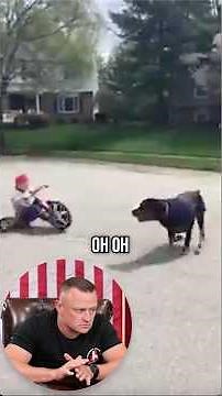 Rottweiler vs. Hot Wheels!