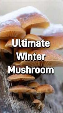 Second of my Top 5 Winter Mushrooms!