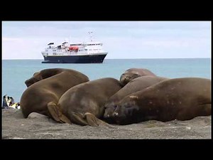 Penguin being killed & elephant seals on South Georgia Island