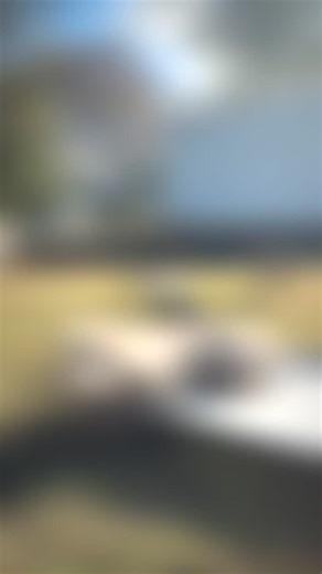 Environmental training for dogs is crucial as it helps them navigate...