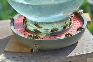 7 Bee Watering Station Ideas to Provide Drinking Water for Bees