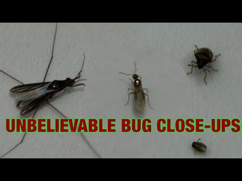 Up Close With Incredible Insects! | 4K Nature Footage